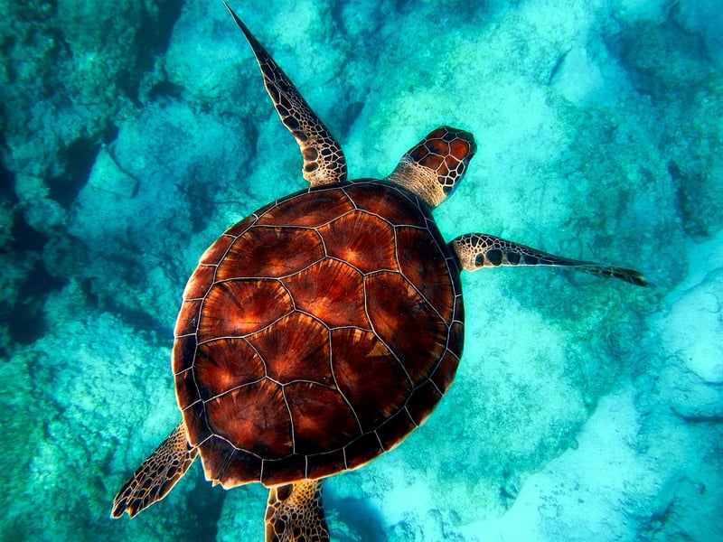 Underwater Paradise